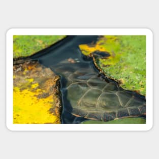 Turtle Shells and Lily Pads Photograph Sticker